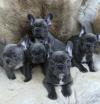 Puppies for sale Cyprus, Protaras French Bulldog