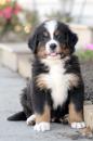 Puppies for sale Netherlands, Rotterdam Bernese Mountain Dog