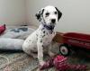 Puppies for sale Netherlands, Eindhoven Dalmatian