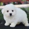 Puppies for sale Germany, Bremen Bichon