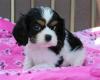 Puppies for sale Portugal, Lisbon King Charles Spaniel