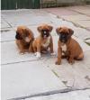 Puppies for sale Cyprus, Paphos Boxer