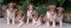 Puppies for sale Cyprus, Nicosia Collie