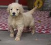 Puppies for sale Italy, Parma , Goldendoodle