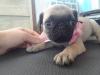 Puppies for sale Lithuania, Vilnius Pug