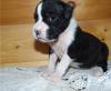 Puppies for sale Belgium, Bruges Boxer