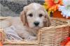 Puppies for sale Greece, Heraklion Irish Setter