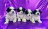Puppies for sale Cyprus, Nicosia Lhasa Apso