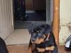 Puppies for sale Belgium, Antwerp Rottweiler