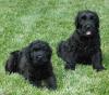 Puppies for sale Sweden, Stockholm Black Russian Terrier