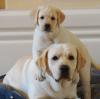 Puppies for sale Italy, Bari , labrador