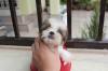 Puppies for sale Lithuania, Vilnius Shih Tzu