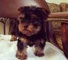 Puppies for sale Italy, Ravenna , yorkie