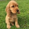 Puppies for sale Greece, Larissa Cocker Spaniel