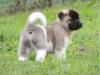 Puppies for sale Netherlands, Rotterdam Akita