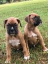 Puppies for sale Cyprus, Limassol Boxer