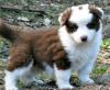 Puppies for sale Denmark, Kopenagen Border Collie
