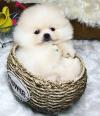 Puppies for sale Spain, Barcelona , pomeranian