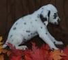 Puppies for sale Cyprus, Paphos Dalmatian
