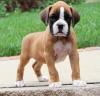 Puppies for sale Poland, Warsaw Boxer