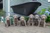 Puppies for sale Germany, Nuremberg Labrador