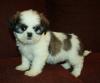 Puppies for sale Hungary, Budapest Shih Tzu
