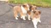 Puppies for sale Sweden, Norcheping Sheltie (Shetland Sheepdog)