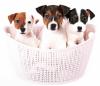Puppies for sale Hungary, Budapest Jack Russell Terrier