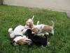 Puppies for sale Netherlands, Eindhoven Beagle