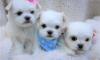 Puppies for sale Belgium, Brussels Maltese