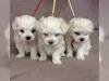 Puppies for sale Luxembourg, Luxembourg Maltese