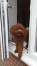 Puppies for sale Luxembourg, Luxembourg Toy-poodle