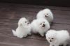 Puppies for sale France, Montpellier Pomeranian Spitz