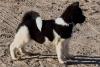 Puppies for sale Cyprus, Limassol Akita