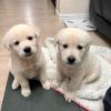 Puppies for sale Italy, Rome Labrador