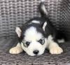 Puppies for sale Italy, Naples , siberian husky