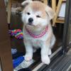 Puppies for sale Italy, Palermo Akita