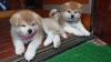 Puppies for sale Spain, Barcelona Akita