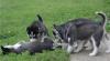 Puppies for sale Hungary, Budapest , Siberian Husky
