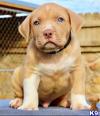 Puppies for sale Cyprus, Limassol American Pit-Bull Terrier