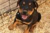 Puppies for sale Spain, Oviedo Rottweiler