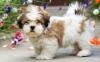 Puppies for sale Italy, Palermo Lhasa Apso