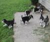 Puppies for sale Spain, San Sebastian , Siberian Husky