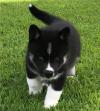 Puppies for sale USA, Arizona Pomeranian Spitz