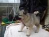 Puppies for sale Czech Republic, Brno , Norwegian Elkhound 