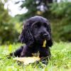 Puppies for sale Luxembourg, Luxembourg Cocker Spaniel