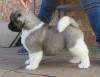 Puppies for sale Netherlands, Eindhoven Akita