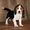 Puppies for sale Hungary, Budapest Beagle