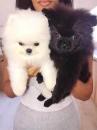 Puppies for sale Germany, Berlin Pomeranian Spitz