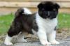 Puppies for sale Finland, Rovaniemi Akita